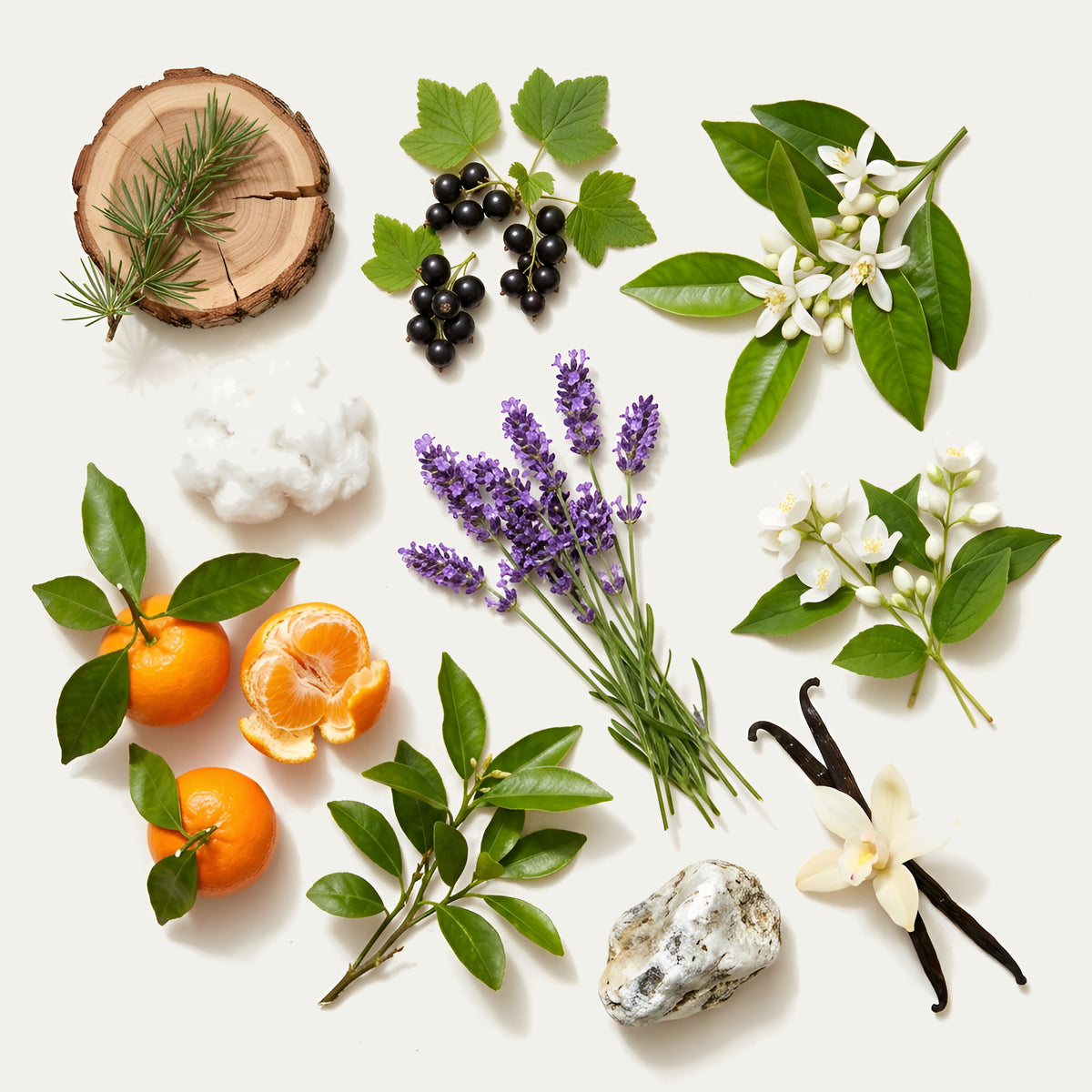 Geurnoten van Primori Alira: lavendel, mandarijn, zwarte bes, petitgrain, oranjebloesem, jasmijn, vanille, muskus, ceder en ambergris